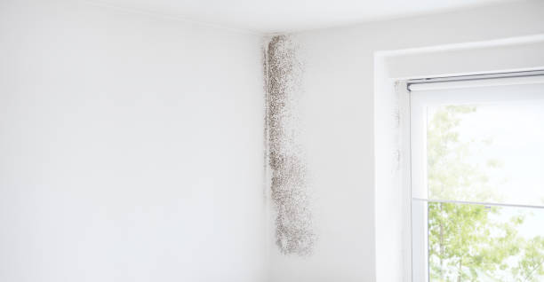 Mold Remediation for Rental Properties in Forsyth, MT